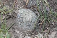 mammillariasolisoides4_small.jpg