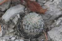 mammillariasolisoides_small.jpg