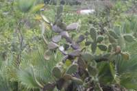 opuntialasciacantha2_small.jpg