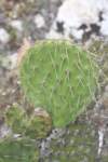 opuntialasciacantha_small.jpg