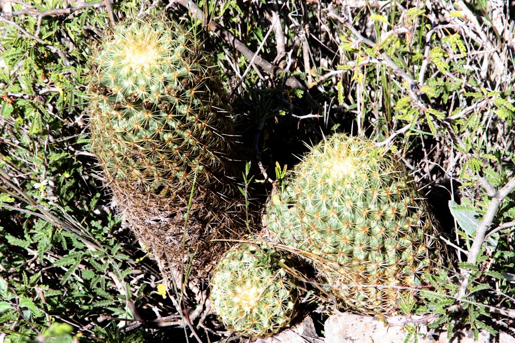 coryphanthaerecta.jpg