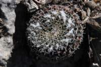 mammillariaformosavarpseudocrucigera_small.jpg