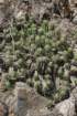 echinocereuscinerescens2_small.jpg