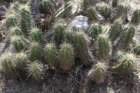 echinocereuscinerescens_small.jpg