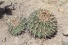 ferocactuslatispinus2_small.jpg