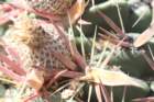 ferocactuslatispinus3_small.jpg