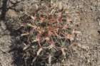 ferocactuslatispinus_small.jpg