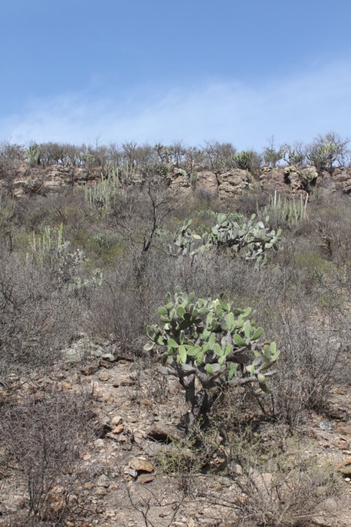 habitat.jpg