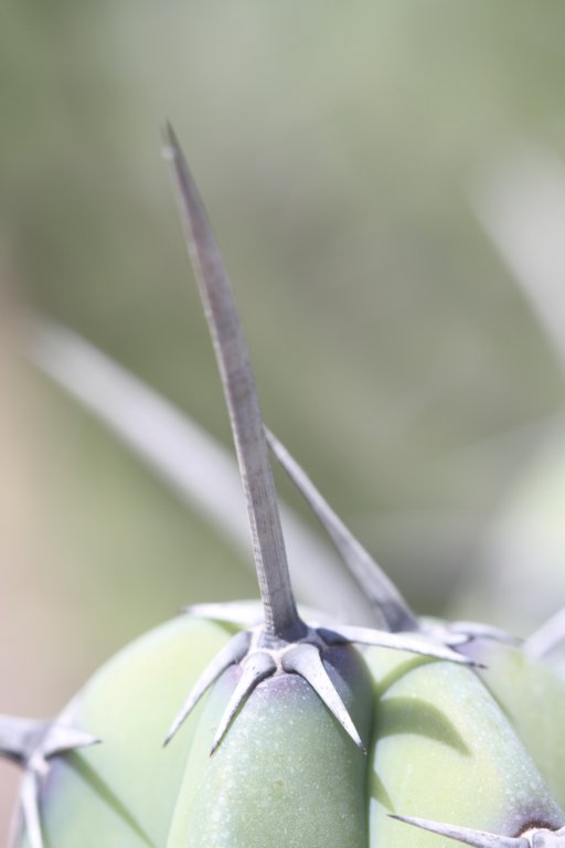 myrtillocactusgeometrizans2.jpg