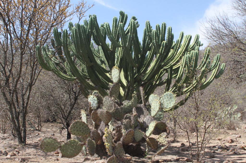 myrtillocactusgeometrizansrearopuntiaengelmanniifront.jpg