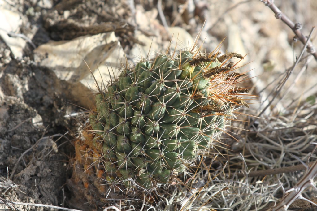 coryphanthaoctacantha.jpg