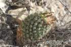 coryphanthaoctacantha_small.jpg