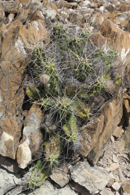 echinocereuspentalophus.jpg