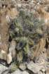 echinocereuspentalophus_small.jpg