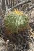 ferocactusechidne_small.jpg
