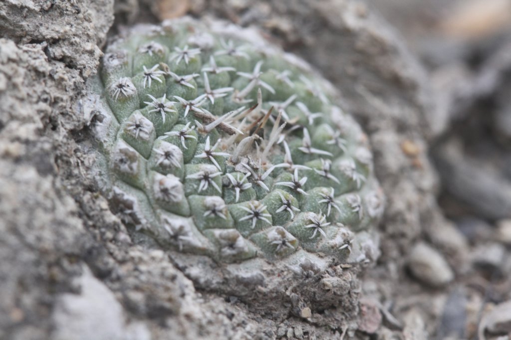 strombocactuscorregidorae3.jpg