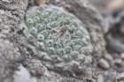 strombocactuscorregidorae3_small.jpg