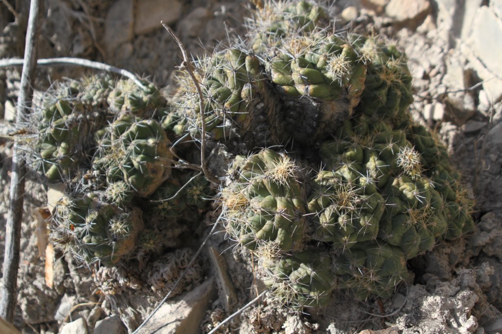 thelocactusleucanthus.jpg