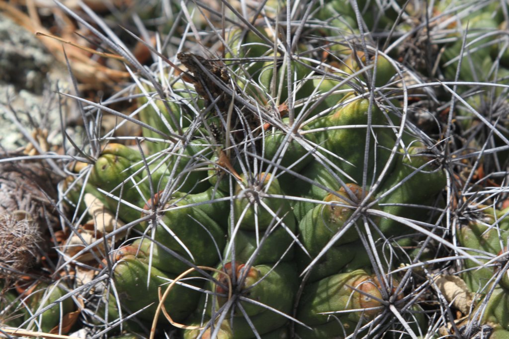 thelocactusleucanthus3.jpg