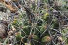 thelocactusleucanthus3_small.jpg