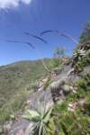agavexylonocanthaforegroundferocactusglausescenscentre_small.jpg