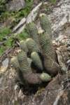 coryphanthaerecta_small.jpg
