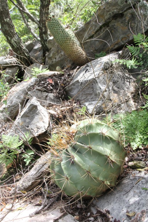 ferocactusechidne.jpg