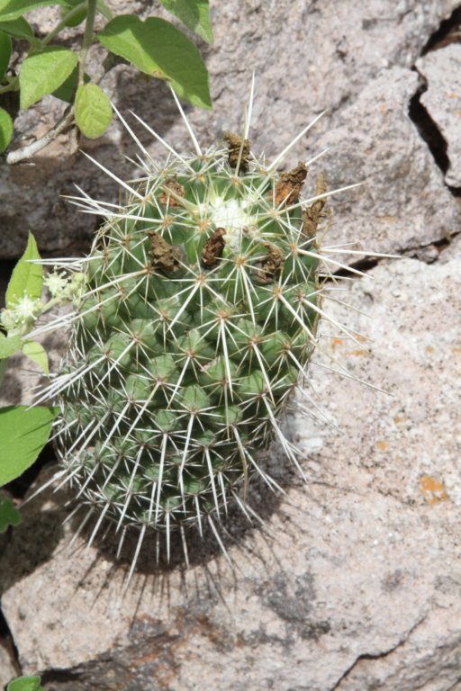 coryphanthaerecta.jpg