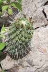 coryphanthaerecta_small.jpg