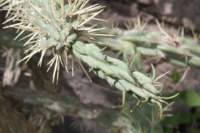 cylindropuntiaimbricata_small.jpg