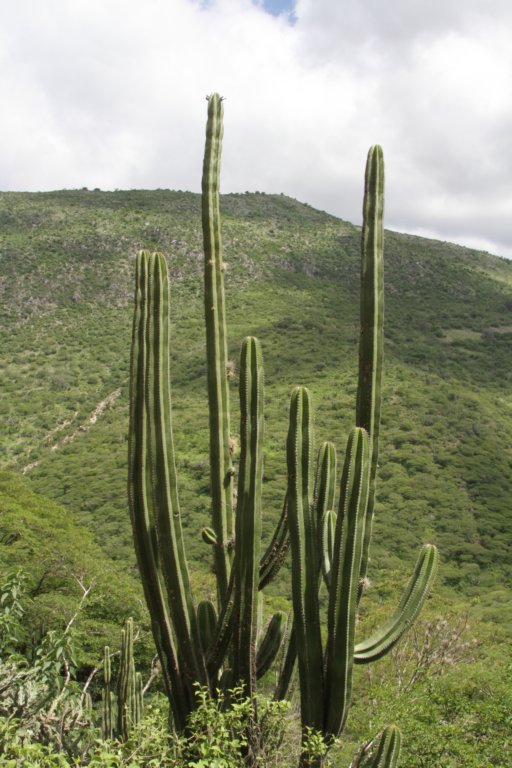 isolatocereusdumortieri.jpg