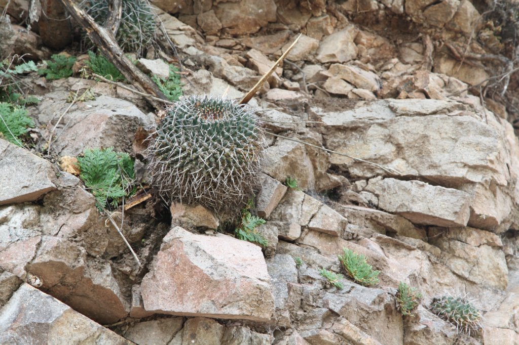 mammillaria.jpg