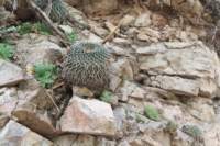 mammillaria_small.jpg