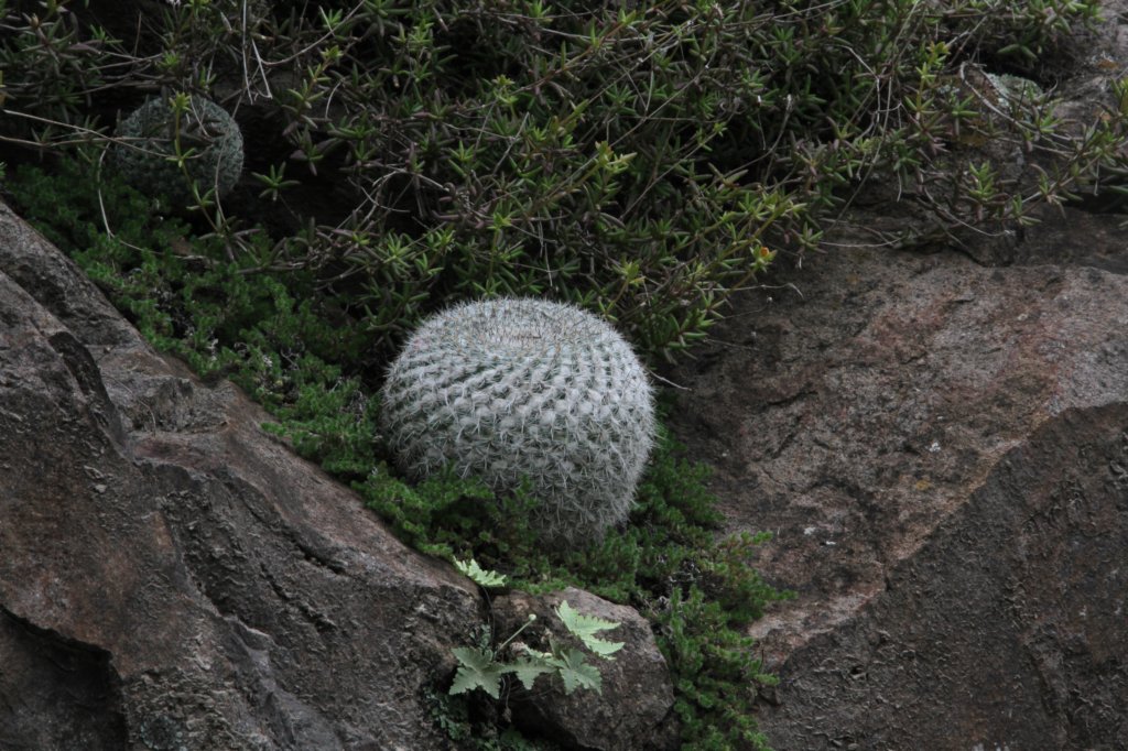 mammillariabravoae.jpg