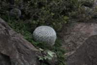 mammillariabravoae_small.jpg