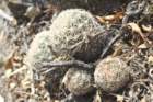 coryphanthacornifera2_small.jpg