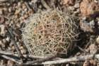 coryphanthacornifera3_small.jpg