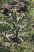 cylindropuntiaimbricata_small.jpg