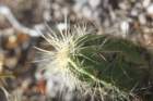 echinocereuscinerescens_small.jpg