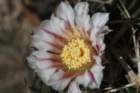 echinofossulocactusphyllacanthus2_small.jpg