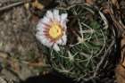 echinofossulocactusphyllacanthus_small.jpg