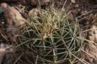 ferocactushystrix2_small.jpg