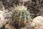 ferocactushystrix_small.jpg