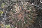 ferocactuslatispinus_small.jpg