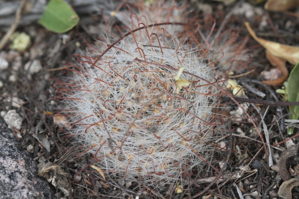 mammillariacrinita2.jpg