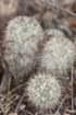 mammillariamicrohelia2_small.jpg