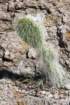 opuntiaerinacea_small.jpg