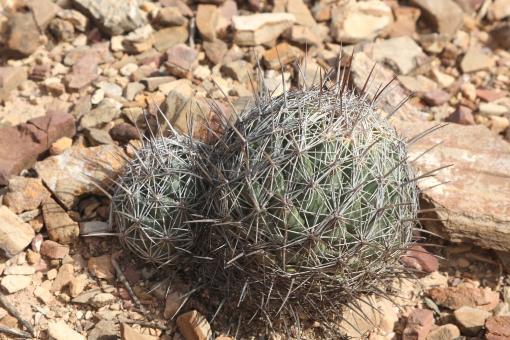 coryphanthacornifera.jpg
