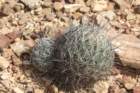 coryphanthacornifera_small.jpg