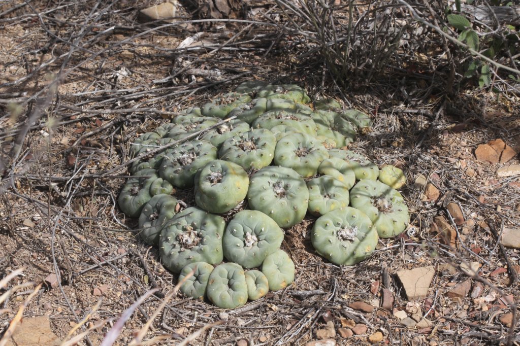 lophophoradiffusa.jpg